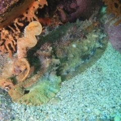 Sepia apama (Giant Cuttlefish) at Merimbula, NSW - 13 Sep 2015 by rickcarey