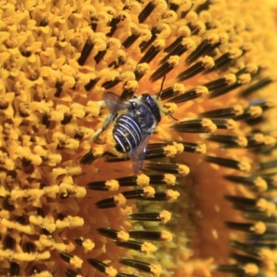 Pseudoanthidium (Immanthidium) repetitum (African carder bee) at Higgins, ACT - 29 Jan 2012 by AlisonMilton