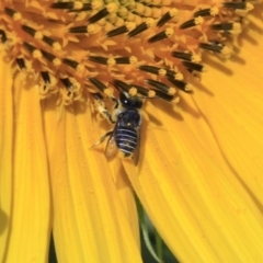 Pseudoanthidium (Immanthidium) repetitum at Higgins, ACT - 29 Jan 2012