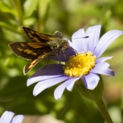 Ocybadistes walkeri (Green Grass-dart) at Higgins, ACT - 25 Apr 2013 by Alison Milton