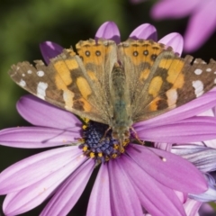 Vanessa kershawi (Australian Painted Lady) at Higgins, ACT - 6 Oct 2014 by AlisonMilton