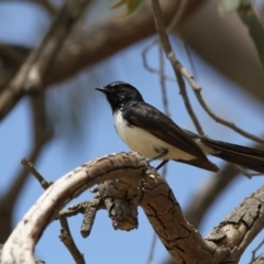 Rhipidura leucophrys at Higgins, ACT - 20 Nov 2016