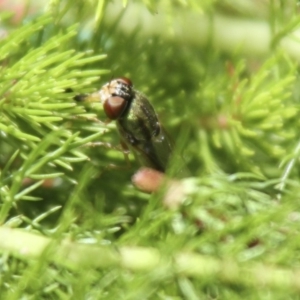 Odontomyia decipiens at Higgins, ACT - 20 Nov 2016 12:03 PM