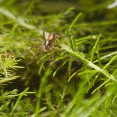 Pisauridae (family) (Water spider) at Higgins, ACT - 20 Nov 2016 by AlisonMilton