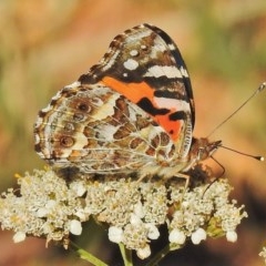 Vanessa kershawi (Australian Painted Lady) at Uriarra, NSW - 15 Mar 2018 by JohnBundock