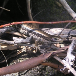 Eulamprus tympanum at Cotter River, ACT - 12 Mar 2018