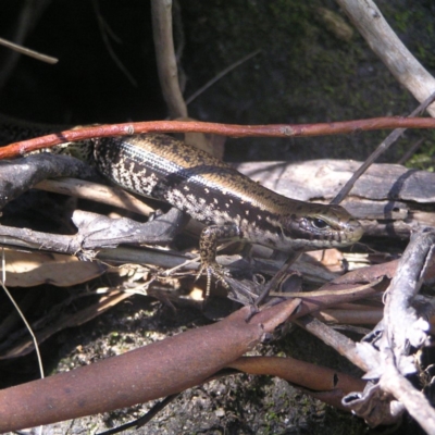 Eulamprus tympanum (Southern Water Skink) at Cotter River, ACT - 12 Mar 2018 by MatthewFrawley