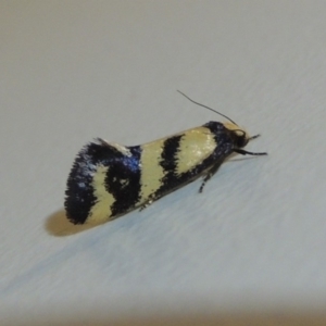 Olbonoma triptycha at Conder, ACT - 2 Mar 2018 11:14 PM