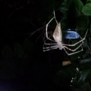 Deinopidae (family) at Ainslie, ACT - 15 Mar 2018