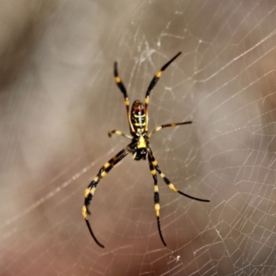 Nephila plumipes (Humped golden orb-weaver) at Edrom, NSW - 13 Mar 2018 by RossMannell