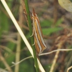 Hednota bivittella (Webworm) at Hume, ACT - 16 Mar 2018 by JohnBundock