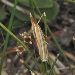 Hednota bivittella at Hume, ACT - 16 Mar 2018