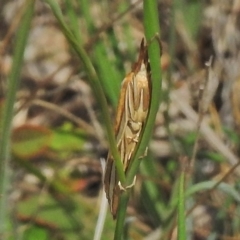 Hednota bivittella at Hume, ACT - 16 Mar 2018 11:19 AM