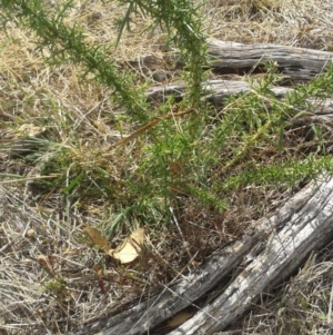 Ulex europaeus at Watson, ACT - 16 Mar 2018