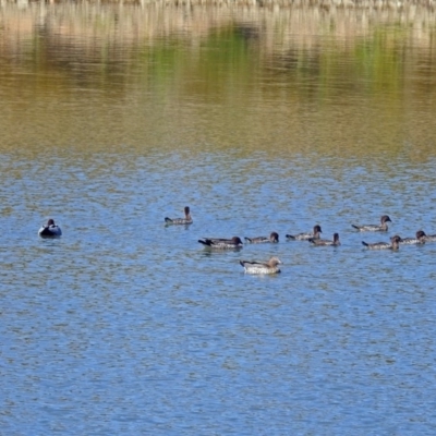 Chenonetta jubata (Australian Wood Duck) at National Arboretum Forests - 15 Mar 2018 by RodDeb