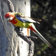 Platycercus eximius (Eastern Rosella) at Macarthur, ACT - 15 Mar 2018 by RodDeb