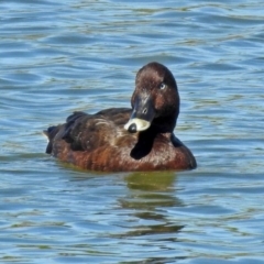 Aythya australis (Hardhead) at National Arboretum Forests - 14 Mar 2018 by RodDeb