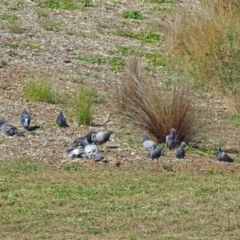 Columba livia (Rock Dove (Feral Pigeon)) at National Arboretum Forests - 14 Mar 2018 by RodDeb