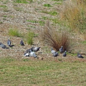 Columba livia at Molonglo Valley, ACT - 15 Mar 2018