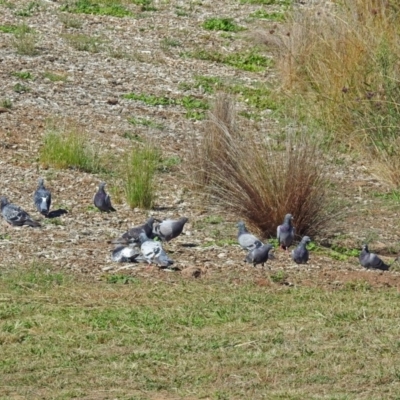 Columba livia (Rock Dove (Feral Pigeon)) at National Arboretum Forests - 14 Mar 2018 by RodDeb