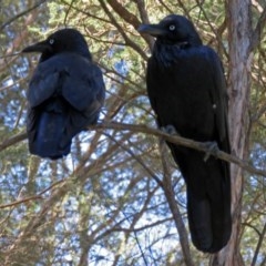 Corvus coronoides (Australian Raven) at Acton, ACT - 15 Mar 2018 by RodDeb