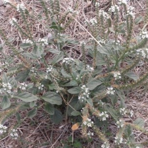 Heliotropium europaeum at Watson, ACT - 16 Mar 2018