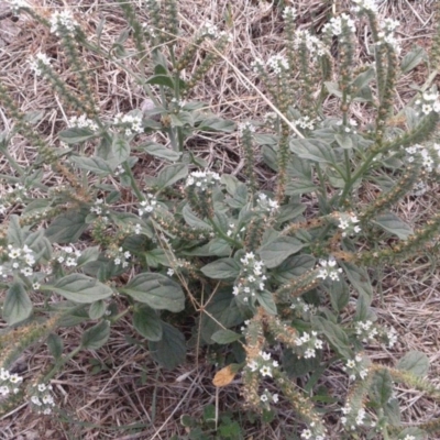 Heliotropium europaeum (Common Heliotrope, Potato Weed) at Watson, ACT - 16 Mar 2018 by waltraud