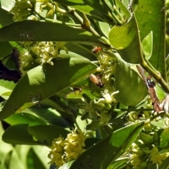 Graphium macleayanum at Acton, ACT - 15 Mar 2018