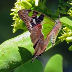 Graphium macleayanum at Acton, ACT - 15 Mar 2018