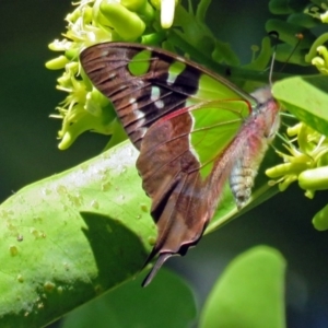 Graphium macleayanum at Acton, ACT - 15 Mar 2018 02:29 PM