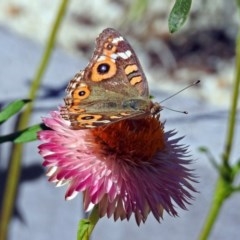 Junonia villida (Meadow Argus) at Acton, ACT - 15 Mar 2018 by RodDeb