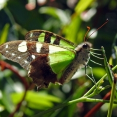 Graphium macleayanum (Macleay's Swallowtail) at Canberra Central, ACT - 15 Mar 2018 by RodDeb