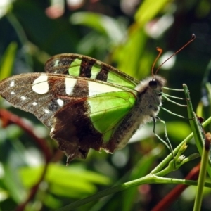 Graphium macleayanum at Canberra Central, ACT - 15 Mar 2018 11:29 AM