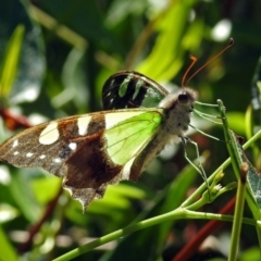 Graphium macleayanum at Canberra Central, ACT - 15 Mar 2018 11:29 AM