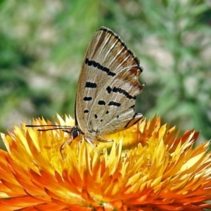 Jalmenus evagoras at Acton, ACT - 15 Mar 2018 01:52 PM