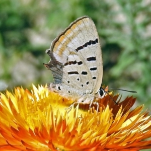 Jalmenus evagoras at Acton, ACT - 15 Mar 2018 01:52 PM