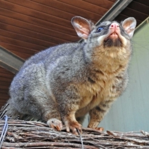 Trichosurus vulpecula at Canberra Central, ACT - 15 Mar 2018