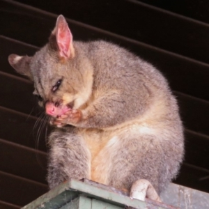 Trichosurus vulpecula at Canberra Central, ACT - 15 Mar 2018