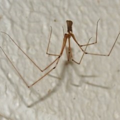 Pholcus phalangioides (Daddy-long-legs spider) at ANBG - 15 Mar 2018 by RodDeb