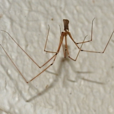 Pholcus phalangioides (Daddy-long-legs spider) at Canberra Central, ACT - 15 Mar 2018 by RodDeb