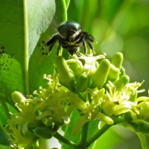 Xylocopa (Lestis) aerata at Acton, ACT - 15 Mar 2018