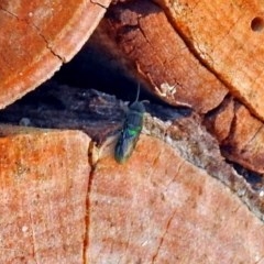 Primeuchroeus sp. (genus) (Cuckoo Wasp) at ANBG - 15 Mar 2018 by RodDeb