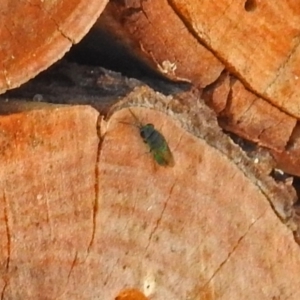 Primeuchroeus sp. (genus) at Undefined Area - 15 Mar 2018 01:40 PM