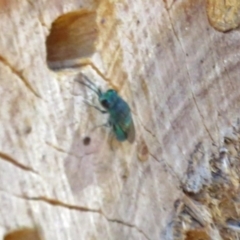 Primeuchroeus sp. (genus) at Undefined Area - 15 Mar 2018 01:40 PM
