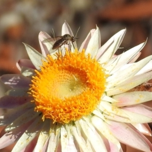 Geron sp. (genus) at Acton, ACT - 15 Mar 2018