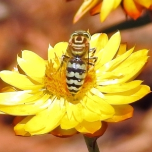 Bembix sp. (genus) at Acton, ACT - 15 Mar 2018