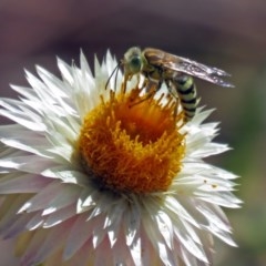 Bembix sp. (genus) at Acton, ACT - 15 Mar 2018