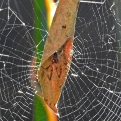 Phonognatha graeffei (Leaf Curling Spider) at Canberra Central, ACT - 15 Mar 2018 by RodDeb