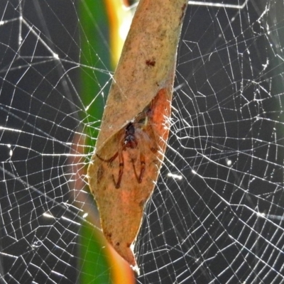 Phonognatha graeffei (Leaf Curling Spider) at ANBG - 15 Mar 2018 by RodDeb