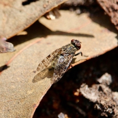 Euprosopia sp. (genus) (Signal fly) at Edrom, NSW - 14 Mar 2018 by RossMannell